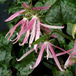 Katilėlis (Campanula) 'Pink Octopus'