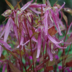 Katilėlis (Campanula) 'Pink Octopus'