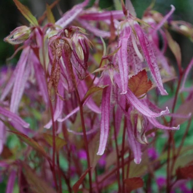 Katilėlis (Campanula) 'Pink Octopus'