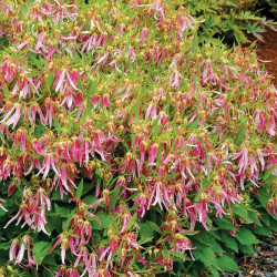 Katilėlis (Campanula) 'Pink Octopus'