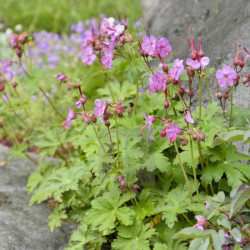 Snaputis stambiašaknis (Geranium Macrorrhizum)