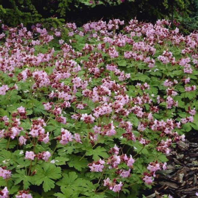 Snaputis stambiašaknis (Geranium Macrorrhizum)