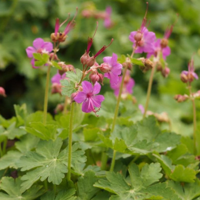 Snaputis stambiašaknis (Geranium Macrorrhizum)
