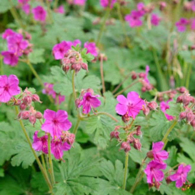 Snaputis stambiašaknis (Geranium Macrorrhizum)