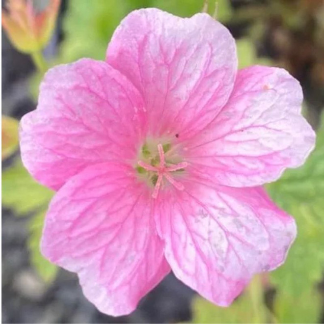 Snaputis (Geranium) 'Fay Anna'