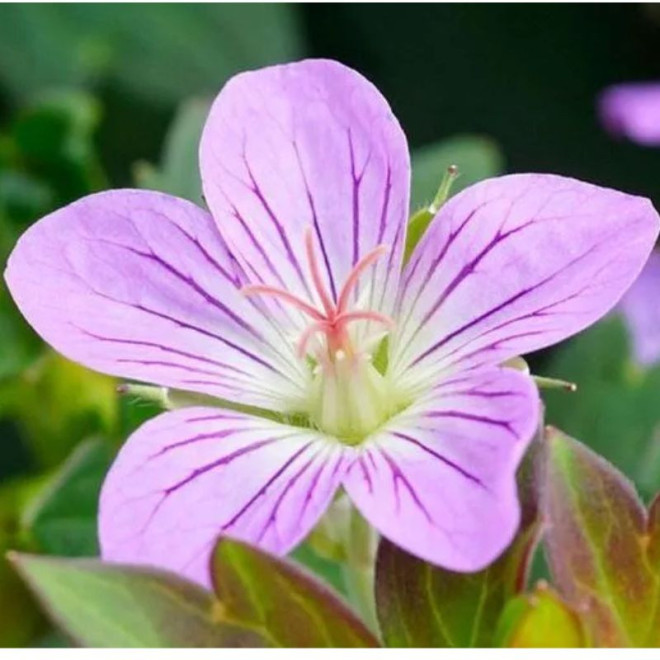 Snaputis (Geranium) 'Fay Anna'