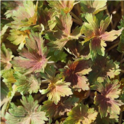 Snaputis (Geranium) 'Fay Anna'