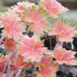 Snaputis (Geranium) 'Fay Anna'