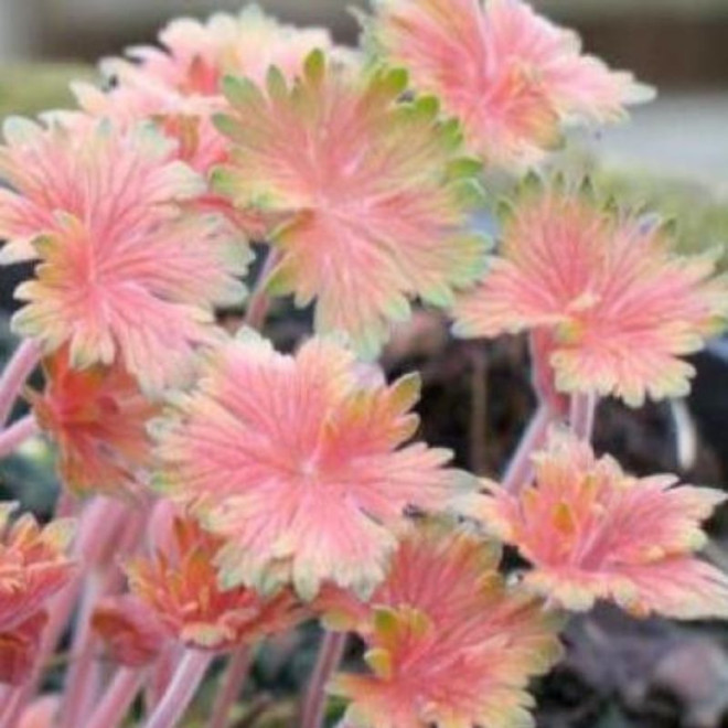Snaputis (Geranium) 'Fay Anna'