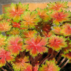 Snaputis (Geranium) 'Fay Anna'