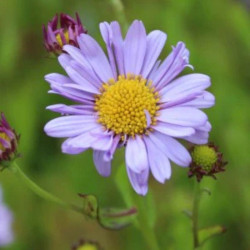 Kalimeris (Kalimeris incisa) 'Charlotte'