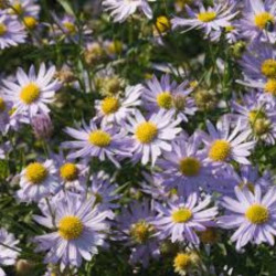 Kalimeris (Kalimeris incisa) 'Charlotte'