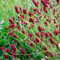 Kraujalakė (Sanguisorba) 'Red Sunset'