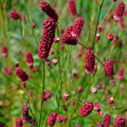 Kraujalakė (Sanguisorba) 'Red Sunset'