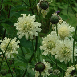 Didžioji cefaliarija (Cephalaria gigantea)
