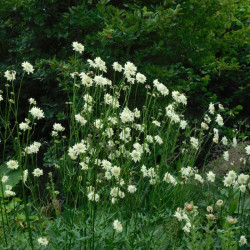 Didžioji cefaliarija (Cephalaria gigantea)