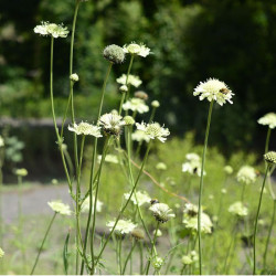 Didžioji cefaliarija (Cephalaria gigantea)