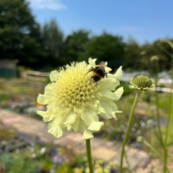 Didžioji cefaliarija (Cephalaria gigantea)