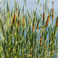 Švendras (Typha)