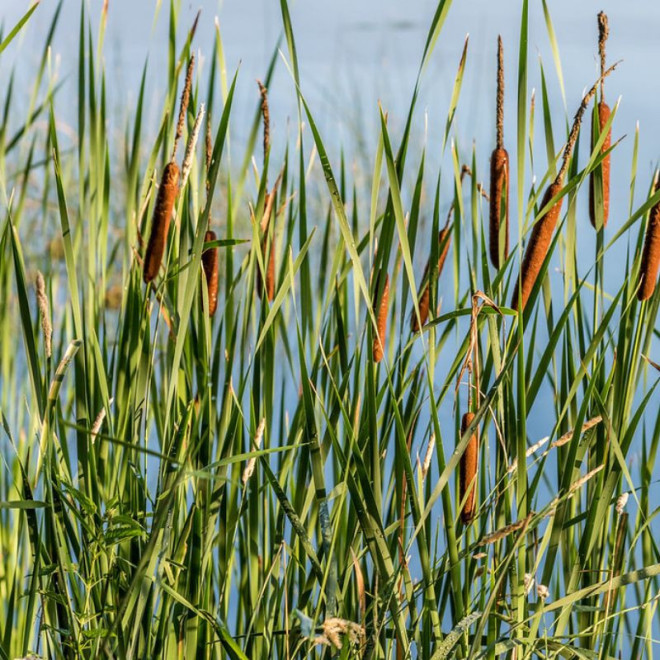 Švendras (Typha)