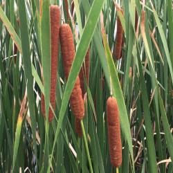 Švendras (Typha)