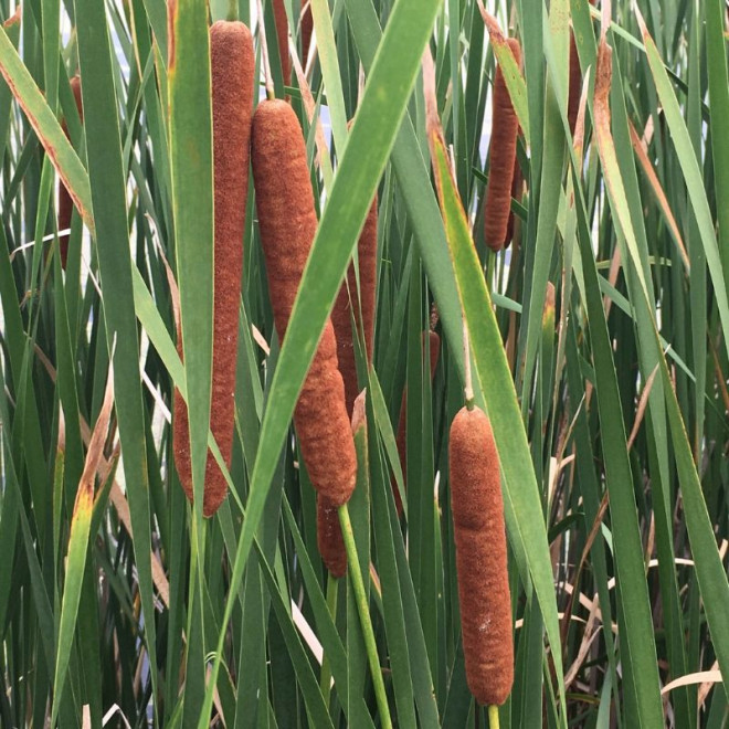 Švendras (Typha)