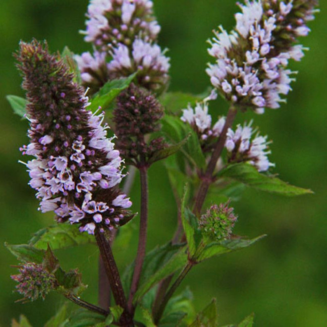 Mėta Šokoladinė (Mentha) 'Chocolate'