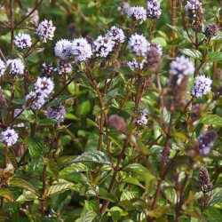 Mėta Šokoladinė (Mentha) 'Chocolate'