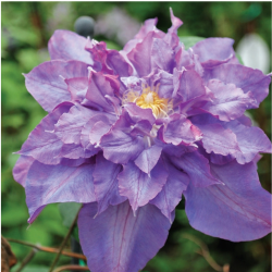 Raganė  (Clematis)  'Vyvyan Pennell'