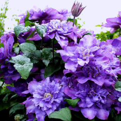 Raganė  (Clematis)  'Vyvyan Pennell'