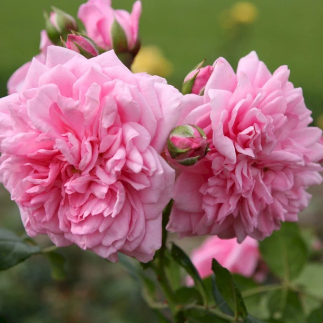 Rožė vijoklinė (Rosa) 'Sweet Laguna'