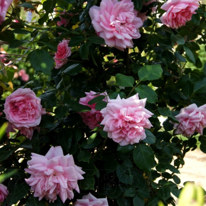 Rožė vijoklinė (Rosa) 'Sweet Laguna'