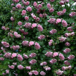 Rožė vijoklinė (Rosa) 'Sweet Laguna'
