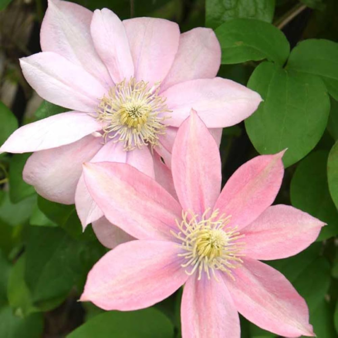 Raganė  (Clematis)  'Little Mermaid'