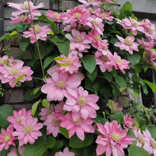 Raganė  (Clematis)  'Little Mermaid'