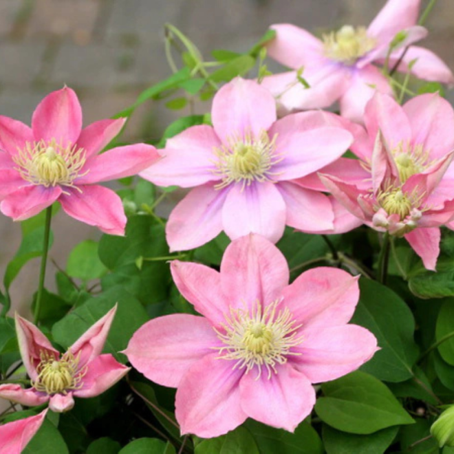 Raganė  (Clematis)  'Little Mermaid'