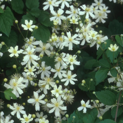 Raganė (Clematis) 'Paul Farges'