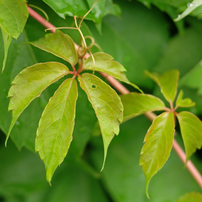 Vinvytis penkialapis (Parthenocissus quinquefolia) raudoni lapai rudenį
