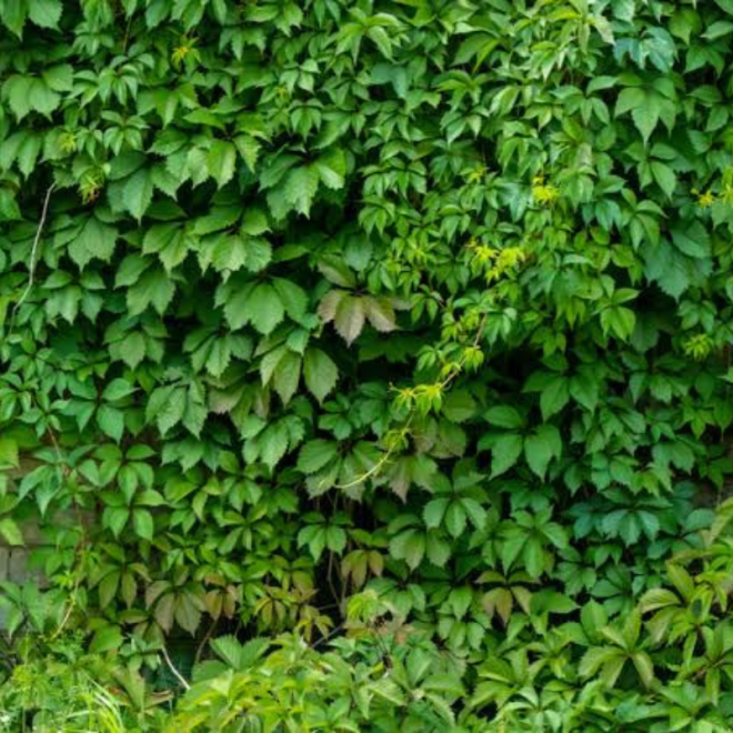 Vinvytis penkialapis (Parthenocissus quinquefolia) raudoni lapai rudenį