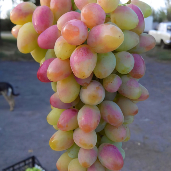 Vynmedis (Vitis) 'Aročnyj'