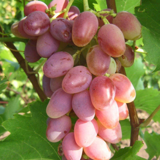 Vynmedis (Vitis) 'Aročnyj'