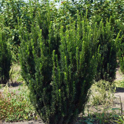 Kukmedis tarpinis (Taxus x media) 'Hilli' be uogų, lengvai formuojamas koloniškas pavėsiui