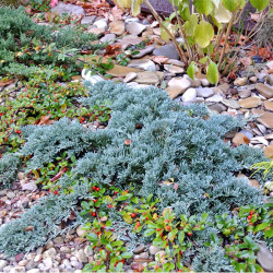 Kadagys horizontalusis (Juniperus horizontalis) 'Ice Blue'