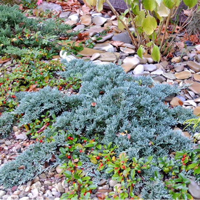 Kadagys horizontalusis (Juniperus horizontalis) 'Ice Blue'