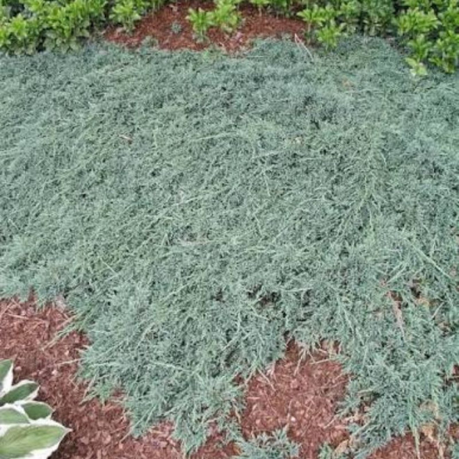 Kadagys horizontalusis (Juniperus horizontalis) 'Ice Blue'