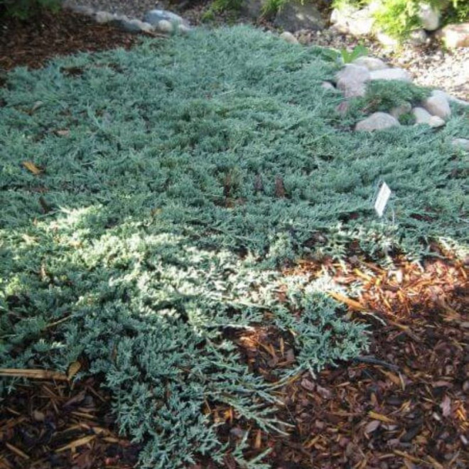 Kadagys horizontalusis (Juniperus horizontalis) 'Ice Blue'