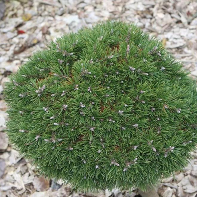 Pušis kalninė (Pinus mugo) 'Grune Kugel' labai maža miniatiūrinė