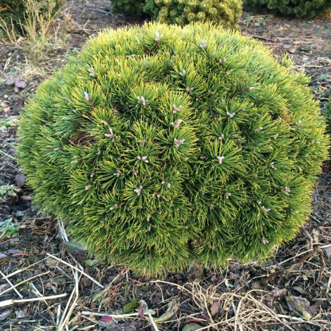 Pušis kalninė (Pinus mugo) 'Grune Kugel' labai maža miniatiūrinė