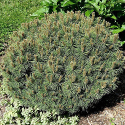 Pušis kalninė (Pinus mugo) 'Paradekissen'