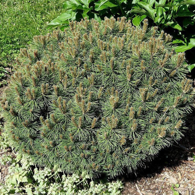 Pušis kalninė (Pinus mugo) 'Paradekissen'